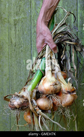 ältere männliche Gärtner halten Haufen Zwiebeln Stockfoto