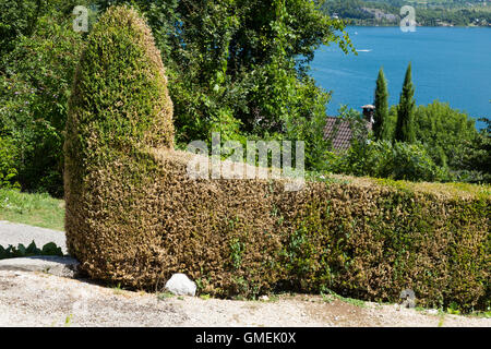 (Buxus) Baum Bäume sterben Box / Hecke beschädigt und wahrscheinlich durch die Box Baum Falter Raupe, Cydalima Perspectalis getötet. Stockfoto