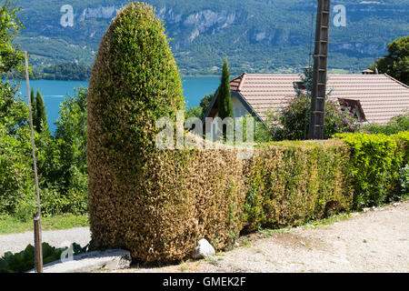 (Buxus) Baum Bäume sterben Box / Hecke beschädigt und wahrscheinlich durch die Box Baum Falter Raupe, Cydalima Perspectalis getötet. Stockfoto