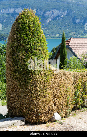 (Buxus) Baum Bäume sterben Box / Hecke beschädigt und wahrscheinlich durch die Box Baum Falter Raupe, Cydalima Perspectalis getötet. Stockfoto