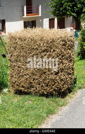 (Buxus) Baum Bäume sterben Box / Hecke beschädigt und wahrscheinlich durch die Box Baum Falter Raupe, Cydalima Perspectalis getötet. Stockfoto