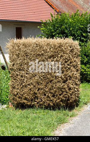 (Buxus) Baum Bäume sterben Box / Hecke beschädigt und wahrscheinlich durch die Box Baum Falter Raupe, Cydalima Perspectalis getötet. Stockfoto