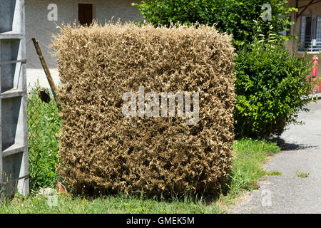(Buxus) Baum Bäume sterben Box / Hecke beschädigt und wahrscheinlich durch die Box Baum Falter Raupe, Cydalima Perspectalis getötet. Stockfoto