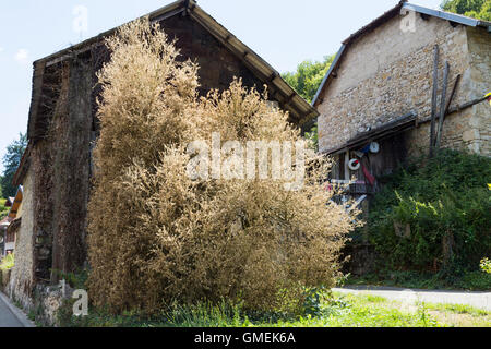 (Buxus) Baum Bäume sterben Box / Hecke beschädigt und wahrscheinlich durch die Box Baum Falter Raupe, Cydalima Perspectalis getötet. Stockfoto