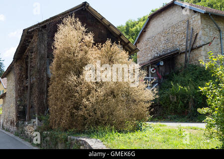 (Buxus) Baum Bäume sterben Box / Hecke beschädigt und wahrscheinlich durch die Box Baum Falter Raupe, Cydalima Perspectalis getötet. Stockfoto