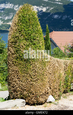 (Buxus) Baum Bäume sterben Box / Hecke beschädigt und wahrscheinlich durch die Box Baum Falter Raupe, Cydalima Perspectalis getötet. Stockfoto