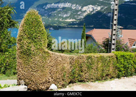 (Buxus) Baum Bäume sterben Box / Hecke beschädigt und wahrscheinlich durch die Box Baum Falter Raupe, Cydalima Perspectalis getötet. Stockfoto