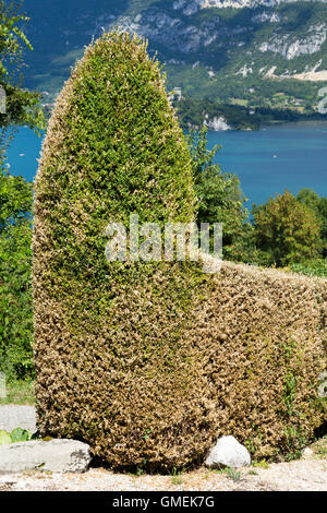 (Buxus) Baum Bäume sterben Box / Hecke beschädigt und wahrscheinlich durch die Box Baum Falter Raupe, Cydalima Perspectalis getötet. Stockfoto