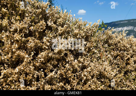 (Buxus) Baum Bäume sterben Box / Hecke beschädigt und wahrscheinlich durch die Box Baum Falter Raupe, Cydalima Perspectalis getötet. Stockfoto