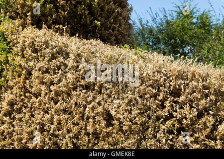 (Buxus) Baum Bäume sterben Box / Hecke beschädigt und wahrscheinlich durch die Box Baum Falter Raupe, Cydalima Perspectalis getötet. Stockfoto