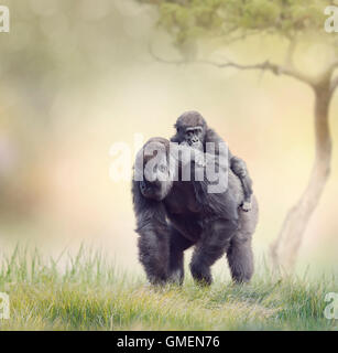 Gorilla-Weibchen mit dem Jesuskind zu Fuß auf dem Rasen Stockfoto