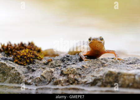 Gemeinsamen Newt / glatt Newt / Teichmolch (Lissotriton Vulgaris) zeigt seine bunten Kehle entspannend auf einigen Steinen am Rande des Stockfoto