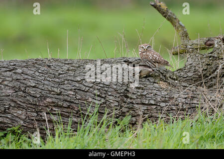 Aufmerksame kleine Eulen / Minervas Eulen / Steinkauz ( Athene noctua ) sitzt auf einem alten gefallenen Baum, bereit, sich zu verstecken, Tierwelt, Europa. Stockfoto