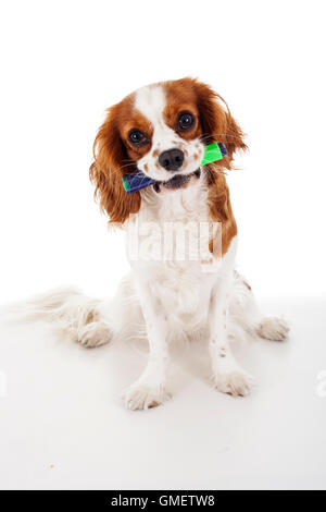 Hund mit höheren Stift. Nala der Hund kann fast alle Objekte des Typs durchführen. Stockfoto