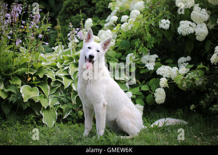 Weißer Schweizer Schäferhund im Garten Stockfoto