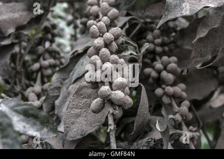 Nord-Sumatra, Indonesien. 26. August 2016. Asche von Mount Sinabung decken eine Kaffeeplantage während seiner Eruption am Namanteran Dörfer im Karo Bezirk, Nord-Sumatra, Indonesien, 26. August 2016. Betriebe und Bäume rund um den Mount Sinabung waren in graue Asche bedeckt, als der Vulkan, wieder am Freitag ausbrach, aber nahe gelegene Städte und Dörfer nicht in Gefahr waren. Bildnachweis: YT Haryono/Xinhua/Alamy Live-Nachrichten Stockfoto