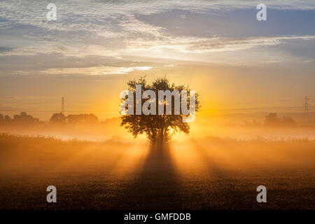 Sunrise Baum Silhouette und Sonnenstrahlen im Morgengrauen Tarleton, Lancashire. 27 Aug, 2016. UK Wetter Sonnenlicht in der Dämmerung Farben. Verschwommenen nebligen Morgen über den Fluss Schafgarbe bei Croston mit Sonnenstrahlen & Nebel Silhouette bilden rund um einen Baum, als die wärmenden Strahlen der Sonne im Nebel, markieren & Kontur Zweige mit den Strahlen der tief stehenden Sonne, Sonnenstrahlen, zersplitterte Licht, oder Gott strahlen in der Morgendämmerung. Stockfoto