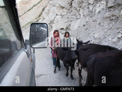 Afghanischen Hirten mit ihren Kühen vorbei, über eine schmale Bergstraße, Badakhshan Provinz Wuzed, Afghanistan Stockfoto