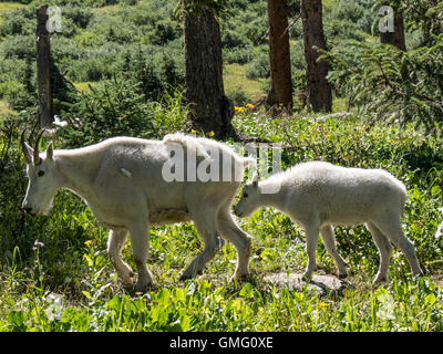 Bergziege (Oreamnos Americanus) und Chicago Becken, Weminuche Wilderness, San Juan National Forest, Colorado. Stockfoto