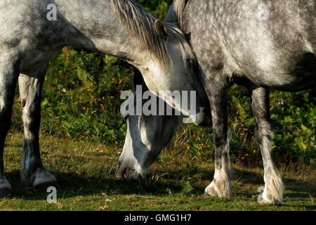 Paar grau Dartmoor-Ponys mit einer liebevollen Moment wie sie einander, Bräutigam, kuschelte um ihre Hälse mit Zuneigung Stockfoto