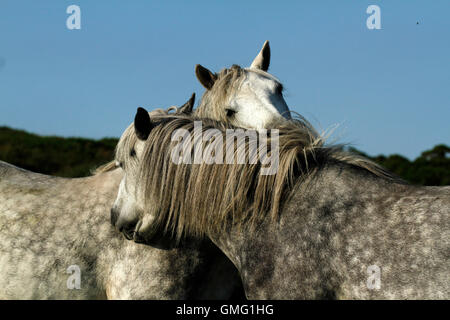 Paar grau Dartmoor-Ponys mit einer liebevollen Moment wie sie einander, Bräutigam, kuschelte um ihre Hälse mit Zuneigung Stockfoto