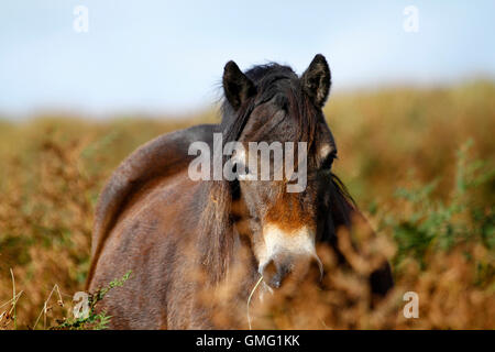 Eine sehr Fette & glücklich reine Exmoor-Pony fast versteckt inmitten der hohen Adlerfarn auf den moorland.free überall herumlaufen Stockfoto