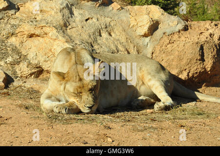 Schlafende Löwin. Südwestlich afrikanischen Löwen ruht unter der heißen Mittagssonne. Stockfoto