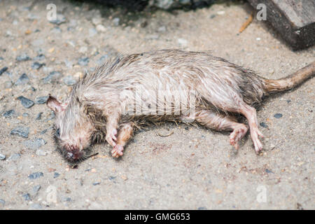 Tote Ratten im Stock. Stockfoto