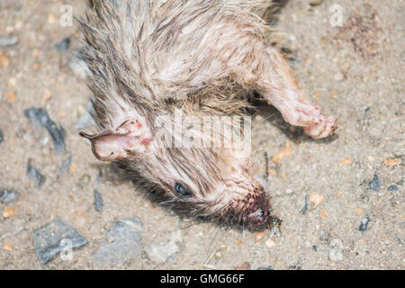 Tote Ratten im Stock. Stockfoto