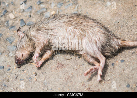 Tote Ratten im Stock. Stockfoto