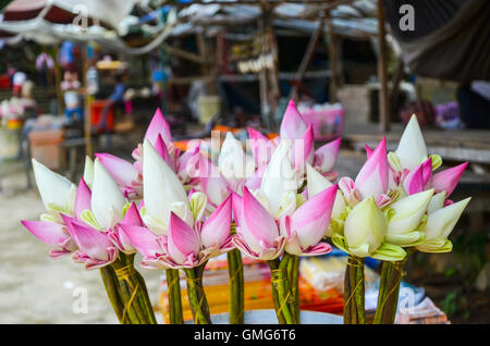 Lotusblumen für buddhistische religiöse Zeremonie, Oudong, Kambodscha Stockfoto