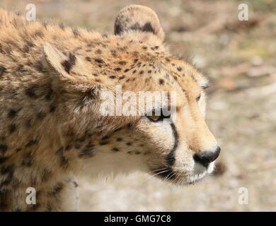 Reife Cheetah (Acinonyx Jubatus)-Nahaufnahme des Kopfes, im Profil gesehen Stockfoto