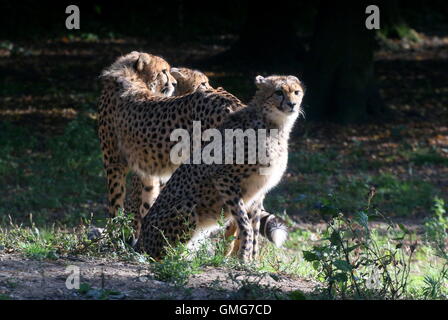 Ältere weibliche Cheetah (Acinonyx Jubatus) mit zwei ihrer heranwachsenden Jungen, Hintergrundbeleuchtung. Stockfoto