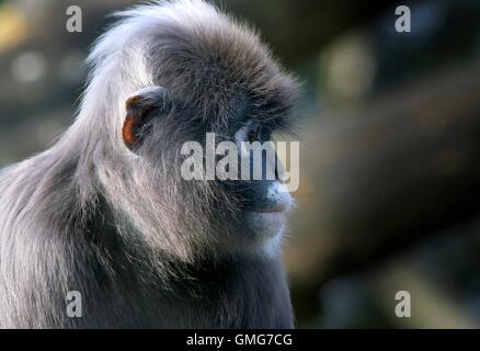 Southeast Asian Dusky Blatt Affe (Trachypithecus Obscurus). Aka Spectacled Languren oder Blatt Affe Stockfoto