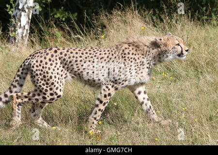 Männlichen afrikanischen Cheetah (Acinonyx Jubatus) zu Fuß, im Profil gesehen Stockfoto