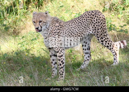 Männlichen afrikanischen Cheetah (Acinonyx Jubatus) leckte sich die Lippen Stockfoto