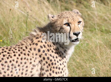 Männliche Geparden (Acinonyx Jubatus) Nahaufnahme von Oberkörper und Kopf, Knurren. Stockfoto