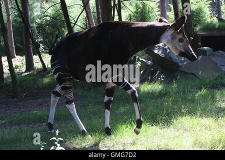 Kopf eines weiblichen zentralen afrikanischen Okapi (Okapia Johnstoni) Stockfoto