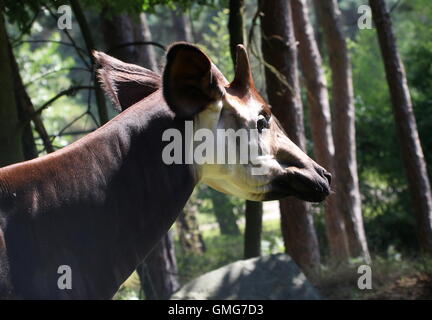 Kopf eines weiblichen zentralen afrikanischen Okapi (Okapia Johnstoni) Stockfoto