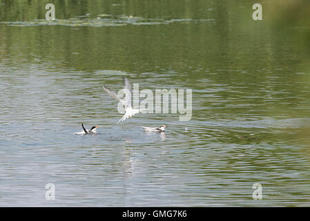 Drei Flussseeschwalben (Sterna Hirundo) sind eine fliegen, während die anderen schwimmen Stockfoto