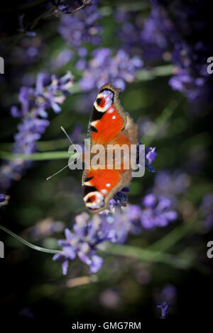 Schmetterling auf Lavendel Pflanze im Lavendelfeld Stockfoto