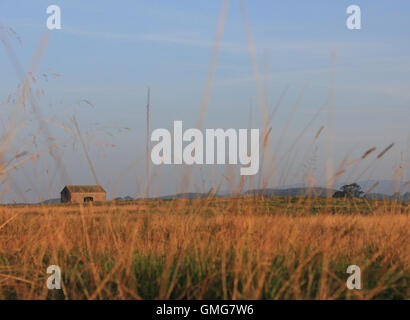 Eine verlassenes Feld Scheune versteckt sich hinter der trockene Gräser im Aire Valley in der Nähe von Gargrave in North Yorkshire in den frühen Morgen Glühen Stockfoto