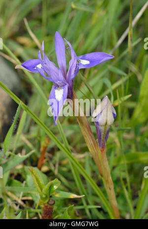 Barbary Nuss - Moraea Sisyrinchium mediterrane Blume, die Mitte Tag bekannt als die Uhr Iris öffnet Stockfoto