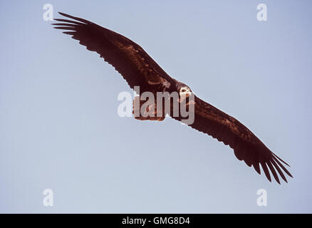 Schmutzgeier, manchmal genannt Scavenger Geier, Neophron Percnopterus, Juvenile im Flug, Bharatpur, Indien Stockfoto