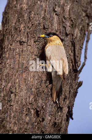 Brahminy Myna oder Brahminy Starling, Sturnus pagodarum, im Nest Bohrung auf Baum, Keoladeo Ghana National Park, Indien Stockfoto