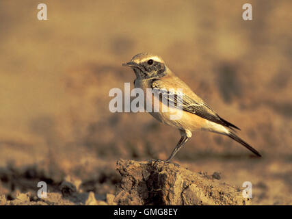 Wüste Steinschmätzer, Oenanthe Bodendegradierung, Männlich, nicht-Zucht Gefieder, thront auf Boden Büschel, Velavadar, Gujarat, Indien Stockfoto