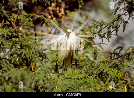 Fortgeschrittene Reiher, Mesophoyx Intermedia, Federn, Keoladeo Ghana Nationalpark, Bharatpur, Indien anzeigen Stockfoto