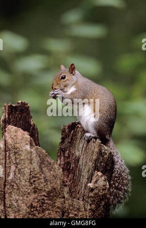 Graue Eichhörnchen, Sciurus Carolinensis, Fütterung, Regents Park, London Stockfoto