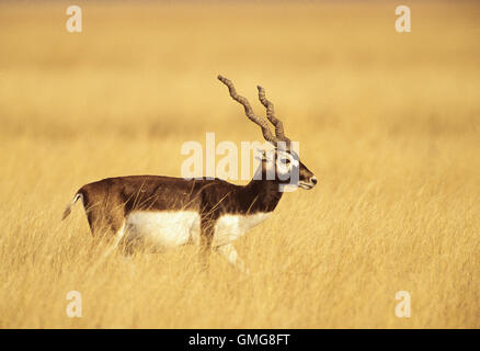 männlichen indischen Blackbuck (magische Cervicapra), Velavadar Nationalpark, Gujerat, Indien Stockfoto