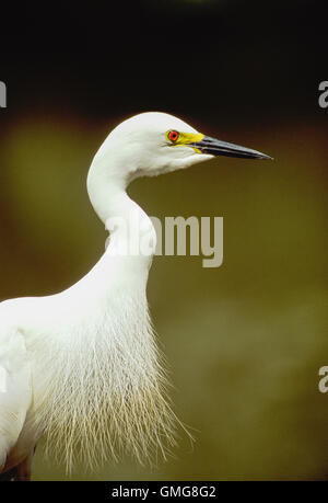 Fortgeschrittene Reiher, Mesophoyx Intermedia, Federn, Keoladeo Ghana Nationalpark, Bharatpur, Indien anzeigen Stockfoto